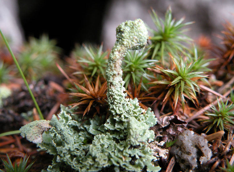 Cladonia squamosa?